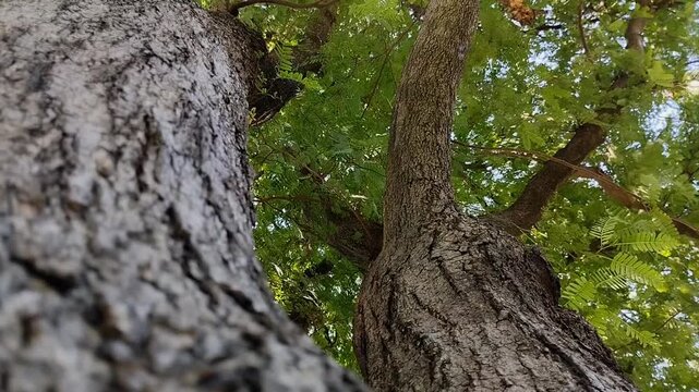 The tamarind tree (Tamarindus indica) is growing abundantly. This tree offers comprehensive benefits, from health to the environment