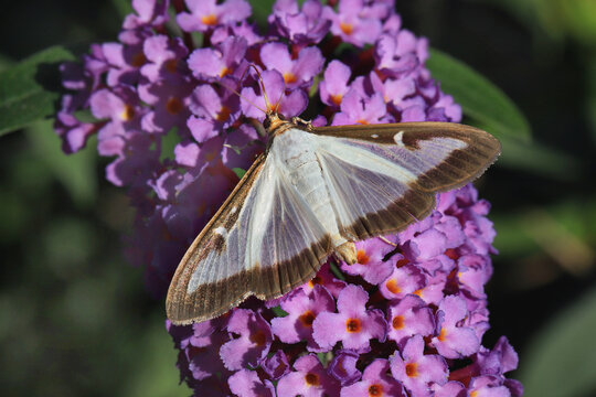 Buchsbaumz&uuml;nsler, am Sommerflieder Nektar saugend, ein ostasiatischer Kleinschmetterling,  der zu Beginn des 21. Jahrhunderts nach Mitteleuropa eingeschleppt und dessen Raupenzum Sch&auml;dling wurden.