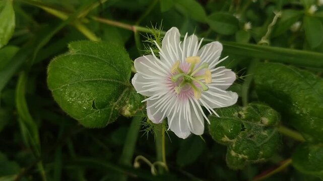 Closeup of a Stinking Passion Flower atau Wild Water Lemon atau Passiflora foetida flower (Imperata cylindrica) With white petals and a purple center. the flower is known to act as a natural sedative