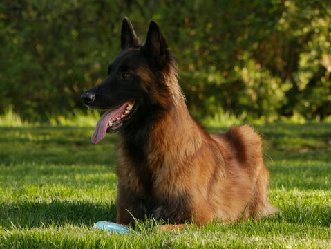 Beautiful portrait of a belgian tervueren shepherd dog resting after playing with its toy. Ideal for animal illustration or any project related to dogs and shepherd breeds.
