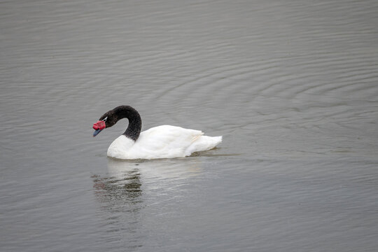 Black-necked sawn at Laguna de los Cisnes lake, Magallanes, Chile