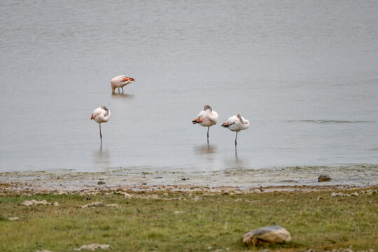 Flamingos on shore at Laguna de los Cisnes lake, Magallanes, Chile