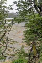 Fototapeta premium large Grey lake shingle shore looms through forest foliage, Magallanes, Chile