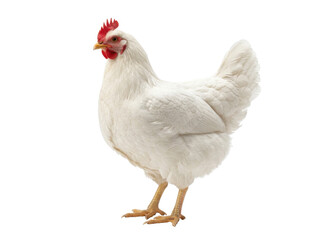 Fototapeta premium A white chicken standing alone in profile against a plain white background