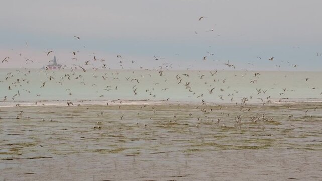 A large colony of gulls circles over the coast at sunset.