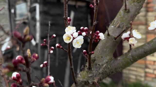 Video of spring blossoms blooming on a tree outdoors in a rural village. Fresh countryside nature scene ideal for orchard, seasonal, botanical, and rustic spring themes.