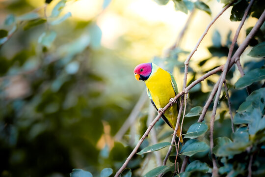 Psittacula cyanocephala, Alexander parrot (red-headed parakeet) perched in a natural setting, displaying vibrant green body plumage contrasted with a striking red head, India