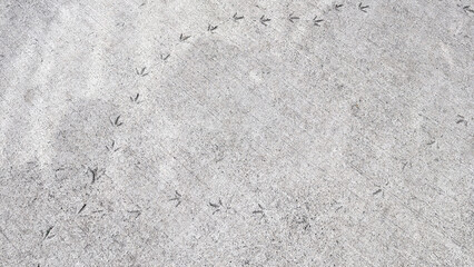 Fototapeta premium Bird paw prints on fresh concrete floor. Copy space