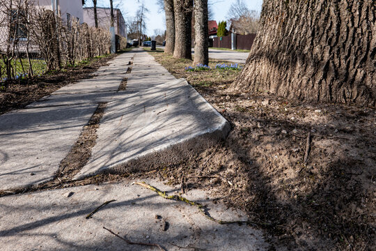 Tree Roots Lifting Sidewalk Causing Cracks and Uneven Pavement in Urban Area