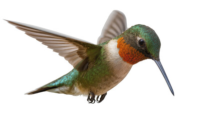 Fototapeta premium Ruby-throated hummingbird with iridescent green feathers, isolated on transparent background