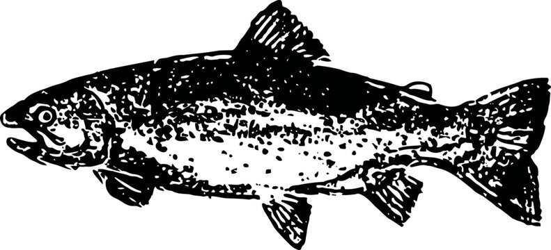 Detailed black and white illustration of a trout fish with textured scales and fins