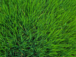 Fototapeta premium rice plant (Oryza sativa), a species of cereal plant whose seeds are the staple food for most of the world's population.