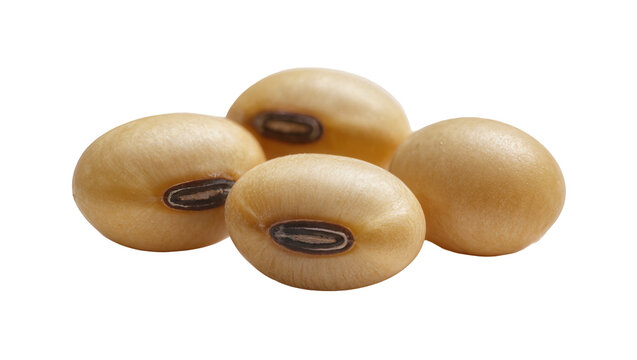 Four light brown soybeans with dark hilum, isolated on transparent background