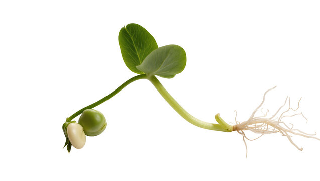 Green pea sprout with white bean and root system, isolated on transparent background