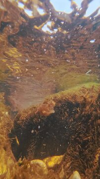 Large coastal boulders covered in brown seaweed which swaying in the waves crashing onto the shore. Wave-like movement of seaweed in the surf zone (littoral zone)