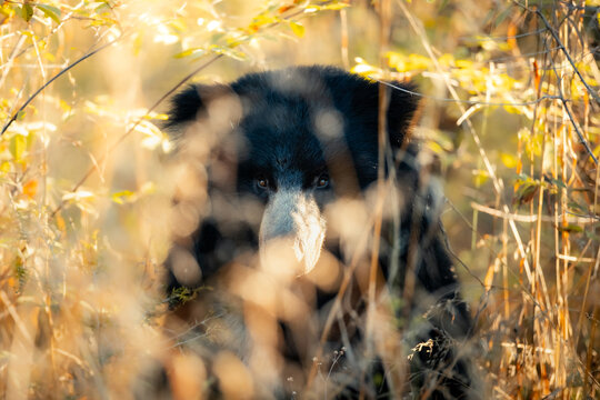 Sloth bear (*Melursus ursinu) in its natural habitat in the forests of India. It has thick, shaggy dark fur, a long flexible snout, and a distinctive light chest mark. It appears calm.