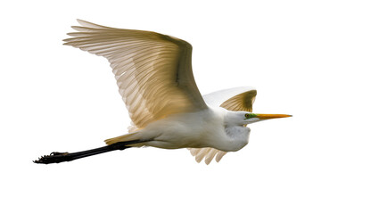 Obraz premium Great Egret bird with outstretched wings flying, isolated on transparent background