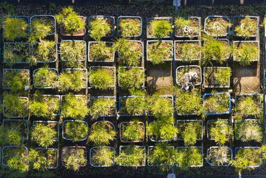 Aerial view of rows of bonsai trees in rectangular pots at a nursery with sunlight and shadows Taiwan.