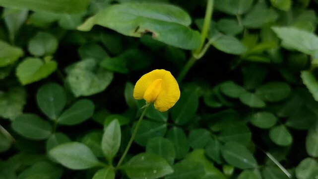 Closeup of Pinto Peanut, scientifically known as Arachis pintoi, with yellow petals. This flower improves soil fertility by fixing nitrogen