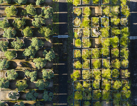 Aerial view of rows of potted bonsai trees and green shrubs in a plant nursery with long shadows Taiwan.