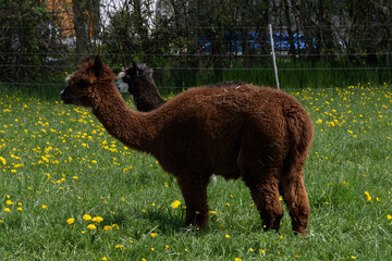 Fototapeta premium alpaka tier natur lama