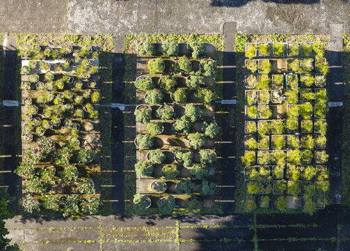 Aerial view of rows of potted plants and bonsai trees arranged on wooden platforms in a garden nursery under bright sunlight in Taiwan.