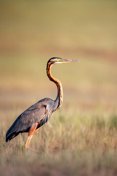 A striking close-up of a purple heron standing gracefully in shallow water in India, its slender neck poised and plumage reflected on the calm surface. The natural wetland surroundings softly.