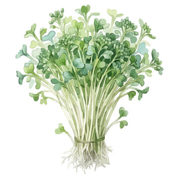 Fresh broccoli sprouts bundle, hand drawn superfood vegetable illustration｜ブロッコリースプラウトの束 手描き風スーパーフードイラスト
