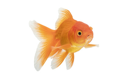 Fototapeta premium Bright orange goldfish with flowing fins, isolated on transparent background