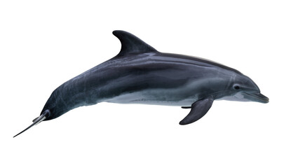 Sleek gray dolphin swimming gracefully, isolated on transparent background © PROSTOCK