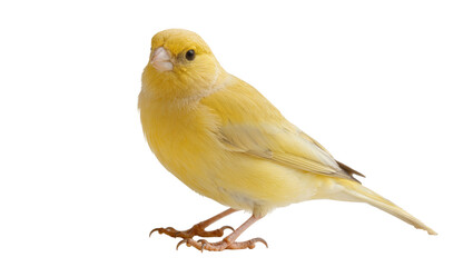Small yellow canary bird perched, isolated on transparent background © PROSTOCK