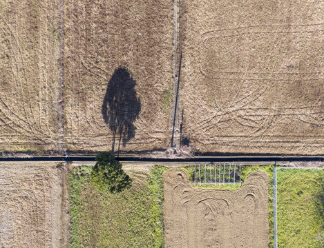 Aerial view of a single tree casting a long shadow over harvested agricultural fields and rural paths in Taoyuan City, Taiwan.