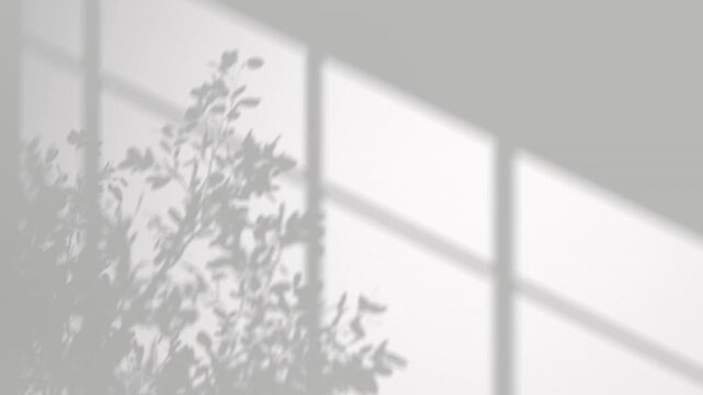 Silhouette shadow tree branches movement and window frame overlay on backgrounds footage video 3d rendering