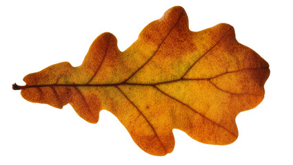 Fototapeta premium Autumn oak leaf with detailed veins, isolated on transparent background