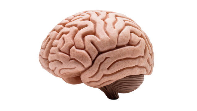 Detailed human brain model with visible gyri and sulci, isolated on transparent background
