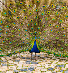 Obraz premium Colorful peacock displaying full tail feathers in a historic garden courtyard with cobblestone pavement and greenery, vibrant exotic bird scene in Lisbon Portugal