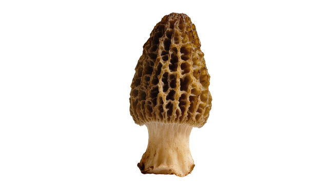 Detailed brown morel mushroom with honeycomb cap, isolated on transparent background