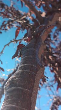 Close-up, camera moves down along tree branch covered in thin crust of ice after an ice storm, backlit by sun. Sparkling icicles on tree branches against blue sky, dry autumn leaves swaying in wind.