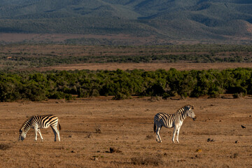 Naklejka premium Zebra walking and hanging around in the Addo Elephant National Park in South Africa