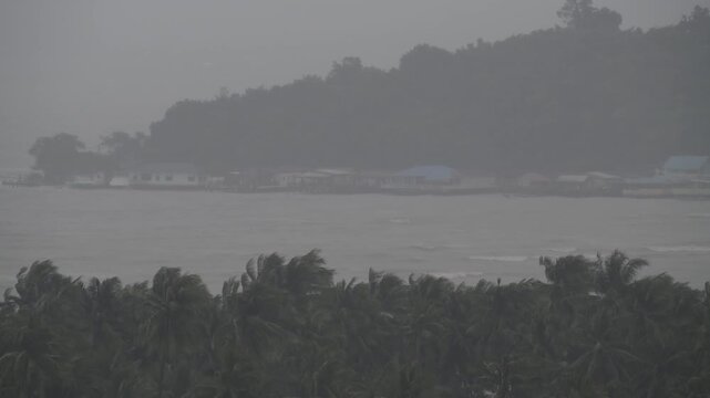 Tropical storm with coconut palms bending in high winds. Torrential rain and hurricane conditions.