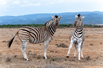 Naklejka premium Zebra walking and hanging around in the Addo Elephant National Park in South Africa