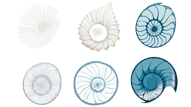 Six stylized illustrations of seashell spirals, in varying colors and levels of detail