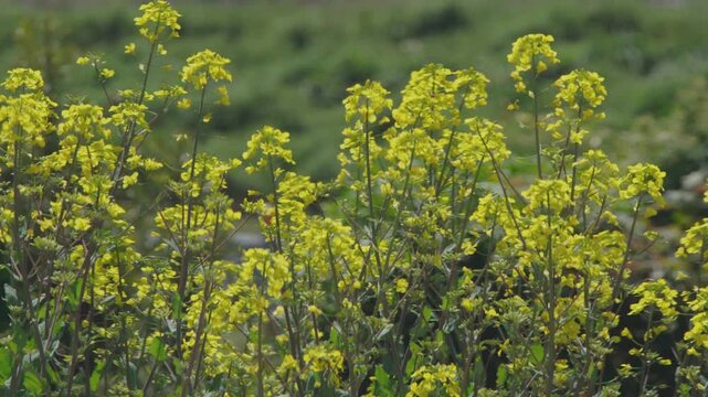 満開の菜の花