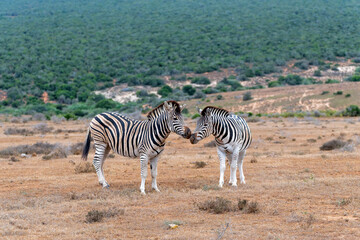 Naklejka premium Zebra walking and hanging around in the Addo Elephant National Park in South Africa