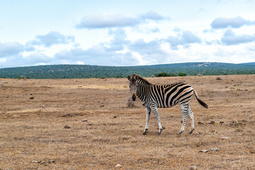 Naklejka premium Zebra walking and hanging around in the Addo Elephant National Park in South Africa