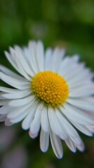 Fototapeta premium daisy flower closeup