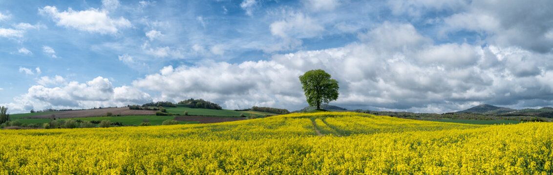 vue panoramique, arbre seul dans un champs de colza