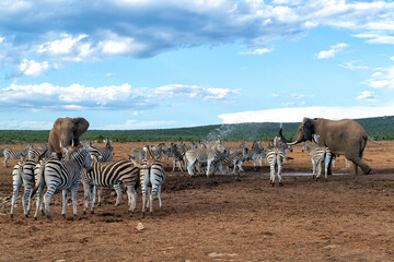 Naklejka premium Zebra walking and hanging around in the Addo Elephant National Park in South Africa