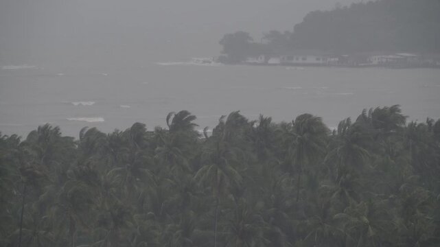 Intense winds bend palm trees as rain pours down heavily in a coastal location. Waves crash fiercely against the shore