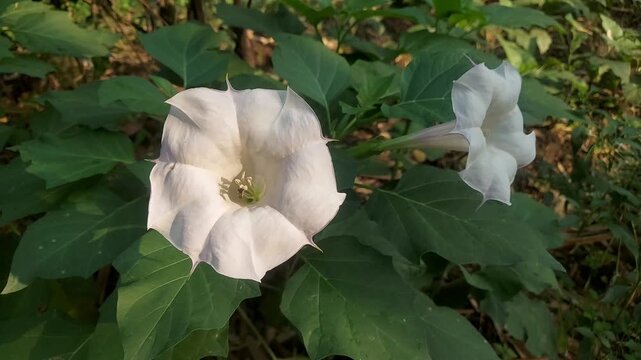 Sacred Datura Flower Close Up 4K | Stunning Nature Macro Video